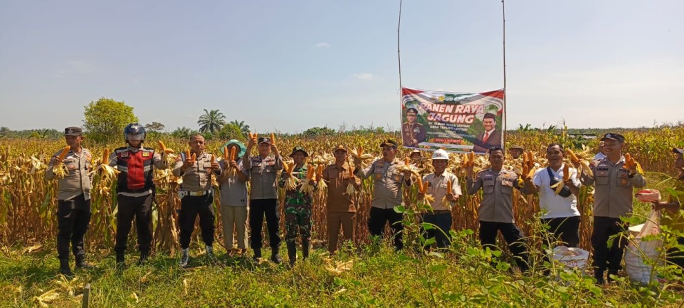 Kapolsek Tapung Hilir Panen Raya Jagung: Dukung Ketahanan Pangan Nasional