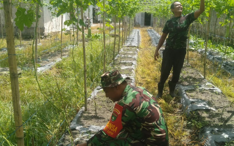 Sertu Een Dedy Hidayat Motivasi Petani Kembangkan Budidaya Pare di Bukit Kapur