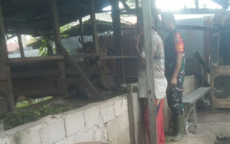 Koramill 03 Melalui Babinsa Sosialisasi Kesehatan, Cegah Wabah PMK