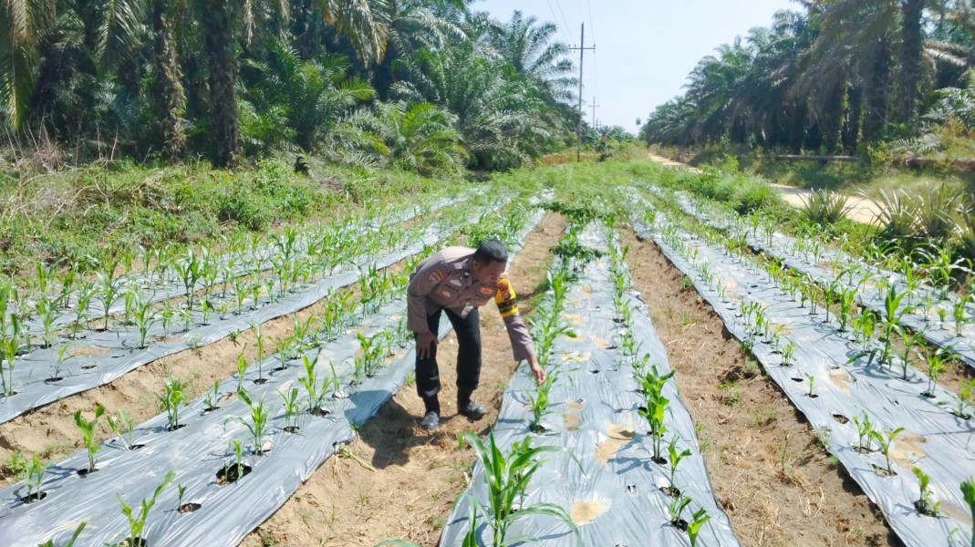 Polisi Cek Perkembangan Jagung Pipil Program Ketahanan Pangan di Minas Timur