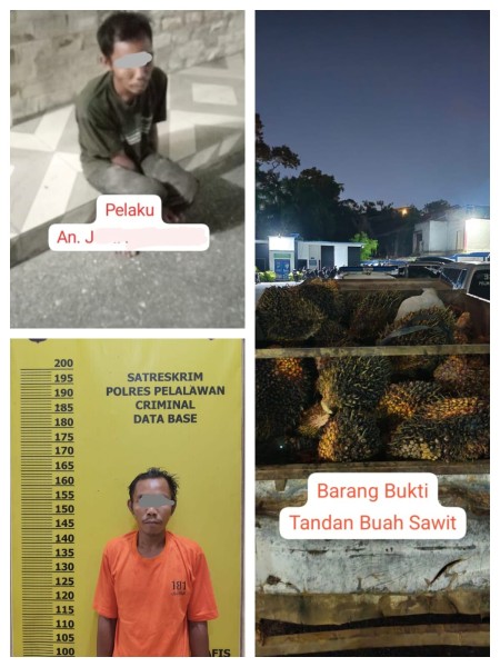 Polres Pelalawan Ungkap Pencurian Sawit di Kerumutan, Pelaku Diamankan Beserta Barang Bukti