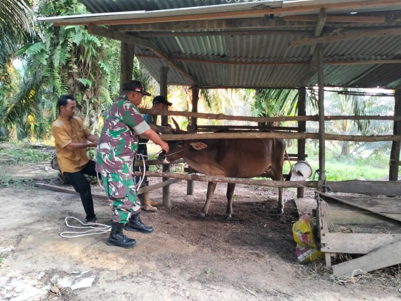 Babinsa Peltu Ramli Nst Dampingi Surveilance PMK di Tualang, Pastikan Sapi Warga Sehat
