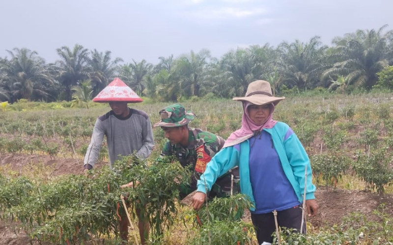 Babinsa Koramil 03/Sungai Sembilan Dampingi Petani Budidaya Cabai Merah