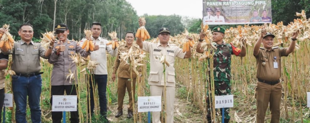 Bupati Kuansing Panen Raya Jagung Pipil di Kuantan Tengah