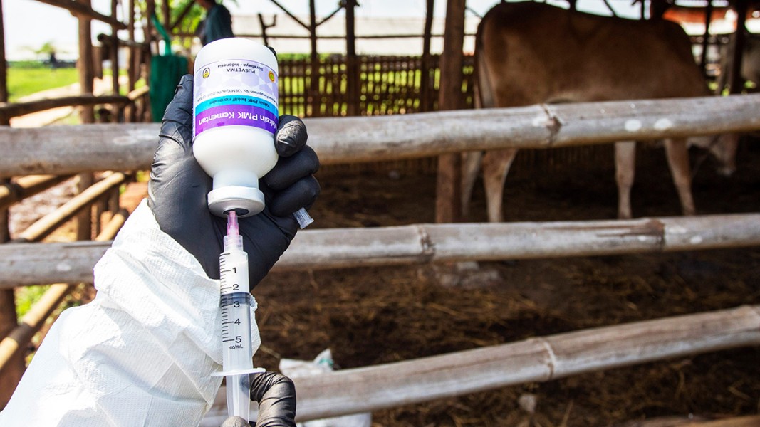 Tahun 2026, Riau Terima 44.700 Dosis Vaksin PMK untuk Lindungi Ternak