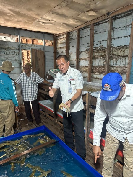 Udang Nenek Jadi Komoditas Unggulan, Dorong Ekonomi Pesisir Indragiri Hilir