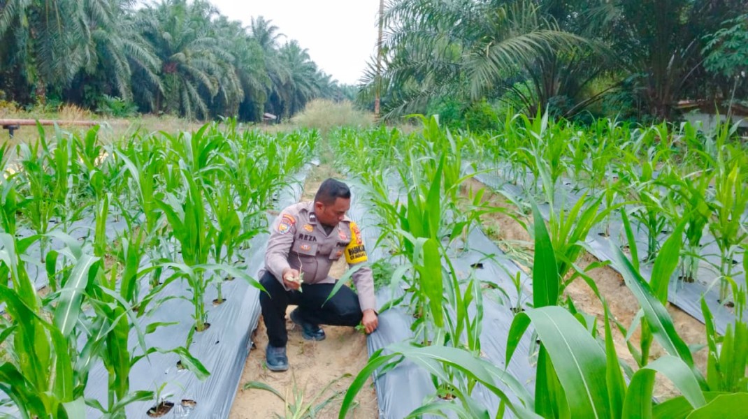 Bhabinkamtibmas Pantau Program Ketahanan Pangan Nasional, Jagung Pipil Warga Minas Timur Tumbuh Baik di Usia 48 Hari