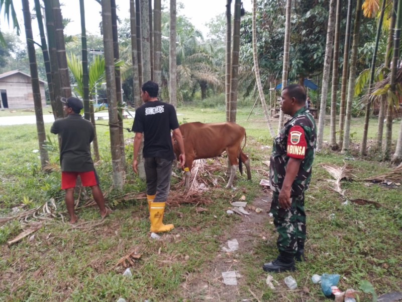 Babinsa Koramil 03/Minas Sosialisasikan Pencegahan PMK kepada Peternak Sapi di Kampung Lubuk Umbut
