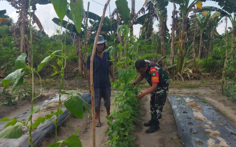 Babinsa Dumai Selatan Ajak Warga Cegah Karhutla Lewat Penanaman Kacang Panjang
