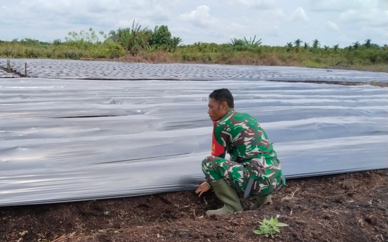 Serda Erwan Bina Petani Cabai Merah Demi Wujudkan Kemandirian Pangan Warga