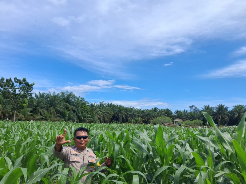Usia 37 Hari, Tanaman Jagung di Kampung Rantau Bertuah Tumbuh hingga 175 Cm