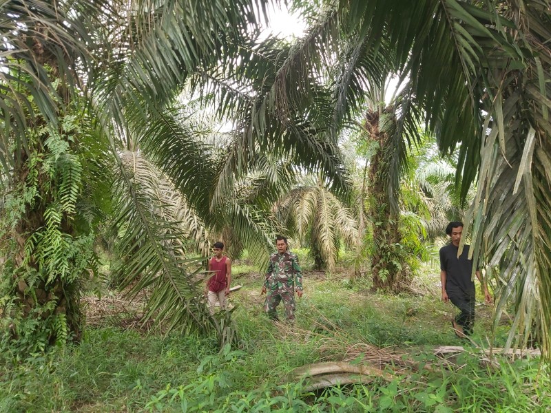 Serda Deddy H Patroli Karhutla di Tualang, Tidak Ditemukan Titik Api