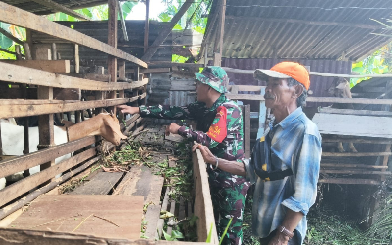 Sertu Arjuna Endar Dampingi Peternak Dumai Cegah Penyakit Mulut dan Kuku