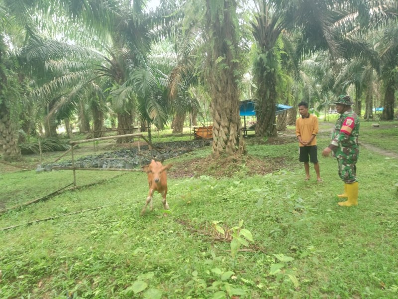 Babinsa Koramil 04/Perawang dan Tim URC Sukses Laksanakan Surveilans PMK di Koto Gasib