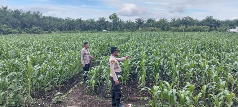 Kapolsek Kampar AKP Asdisyah Mursid SH Kembali Tinjau Tanaman Jagung Pipil di Desa Kayu Aro, Wujud Nyata Dukungan Ketahanan Pangan Nasional