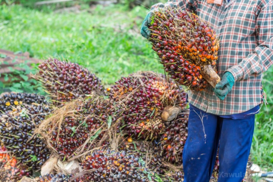 Gapki: Program B50 Berpotensi Kerek Harga CPO di Tahun 2026