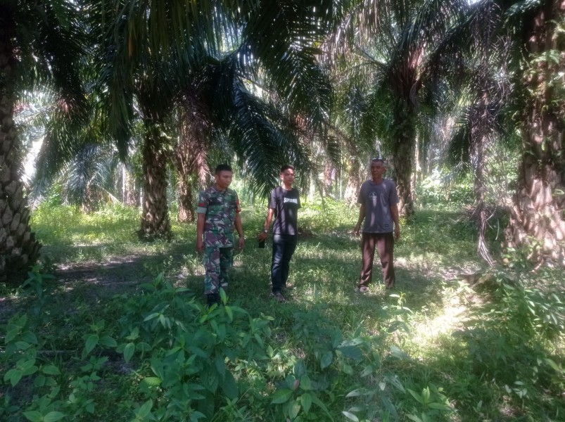 Babinsa Koramil 04/Perawang Laksanakan Patroli Karhutla di Koto Gasib, Tak Ditemukan Titik Api