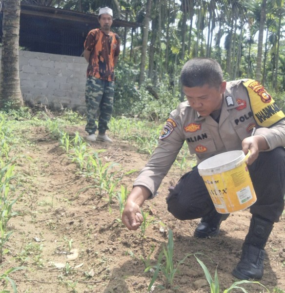 Bhabinkamtibmas Polsek Minas Rutin Cek Perkembangan Jagung Program Ketahanan Pangan Kuartal II di Minas Jaya