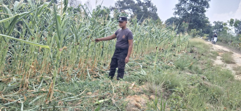 Bhabinkamtibmas Kelurahan Minas Jaya Rutin Cek Perkembangan Jagung Program Ketahanan Pangan Nasional