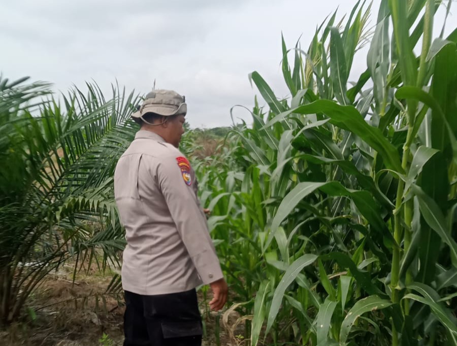 Polsek Minas Pantau Perkembangan Jagung Pipil Usia 51 Hari, Dukung Program Ketahanan Pangan Nasional