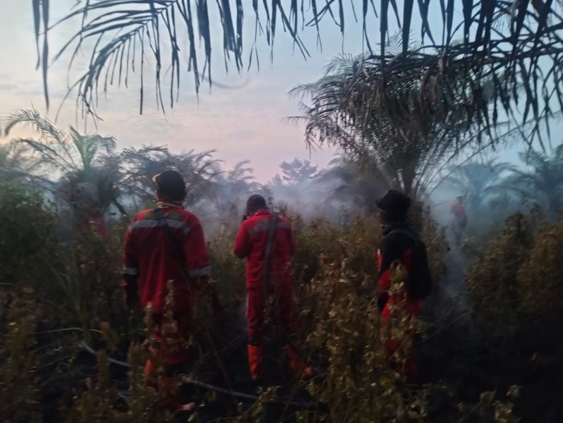 Kebakaran Lahan Gambut Seluas 1 Hektare Terjadi di Air Hitam Pekanbaru, Pemadaman Masih Berlanjut