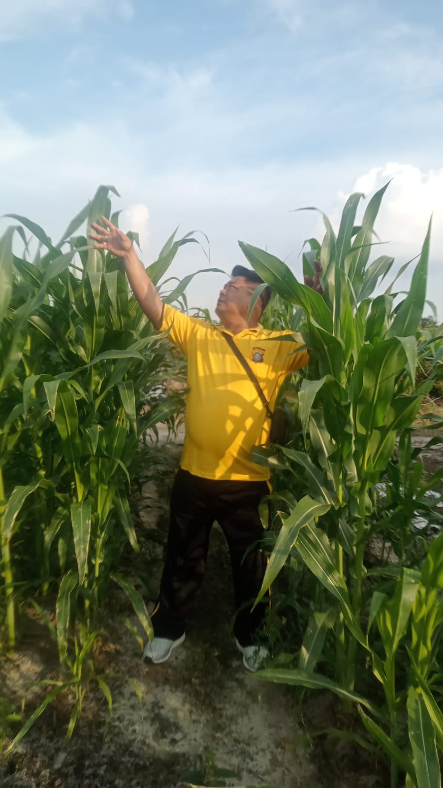 Polsek Minas Cek Perkembangan Jagung Pipil Usia 43 Hari di Lahan Ketahanan Pangan Kampung Mandiangin