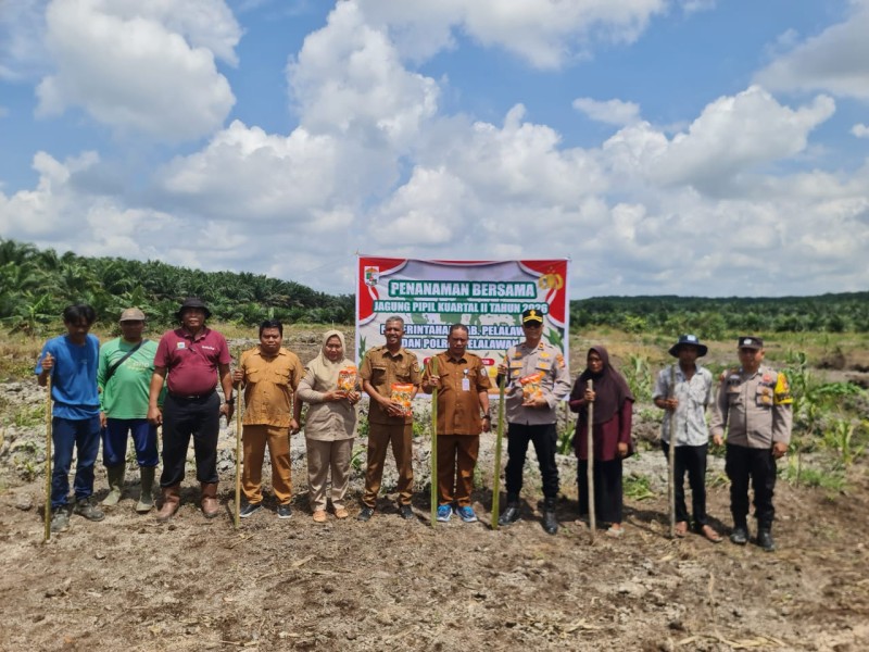 Dukung Ketahanan Pangan, Kapolsek dan Camat Pangkalan Kuras Tanam Jagung Pipil 4 Hektare di Desa Betung