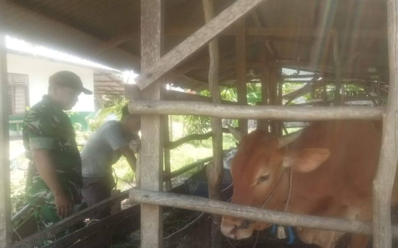 Pendampingan Serda Marwis di Peternakan Bagian dari Strategi Penanganan PMK