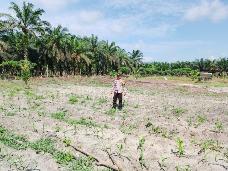 Kapolsek Kerumutan Pastikan Lahan Jagung program Ketahanan Pangan Siap Panen September