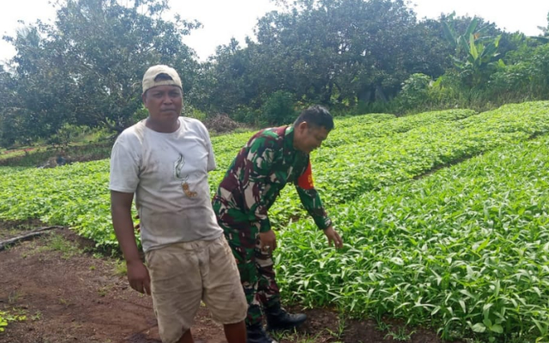Babinsa Dampingi Pemanfaatan Lahan Gambut Produktif Sambil Sosialisasi Pencegahan Karhutla