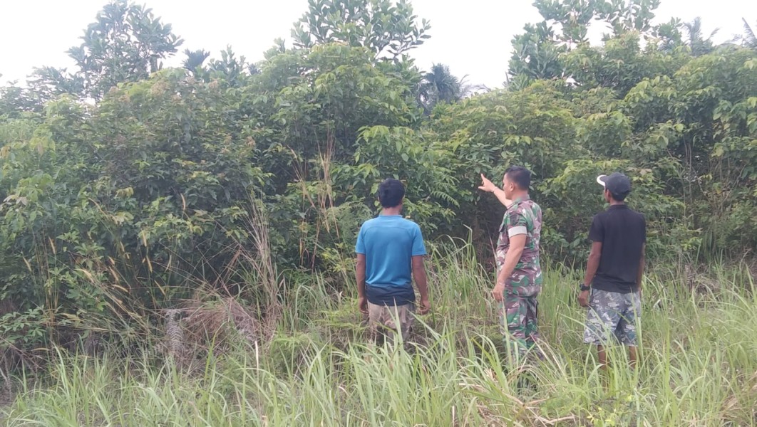 Babinsa Koptu Togi Sitorus Patroli Karhutla, Pastikan Wilayah Perawang Barat Aman dari Titik Api