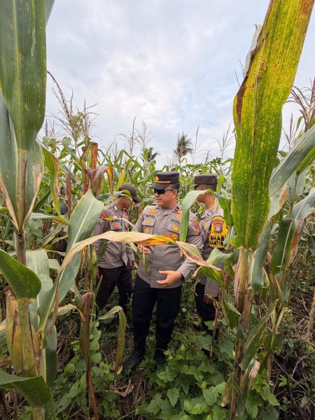 Bhabinkamtibmas Polsek Tembilahan Cek Kebun Jagung Warga untuk Dukung Ketahanan Pangan