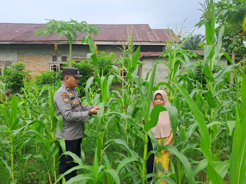 Polsek Bangkinang Barat Komitmen Wujudkan Swasembada Pangan di Wilayah Hukumnya Akan Menghasilkan dengan Maksimal