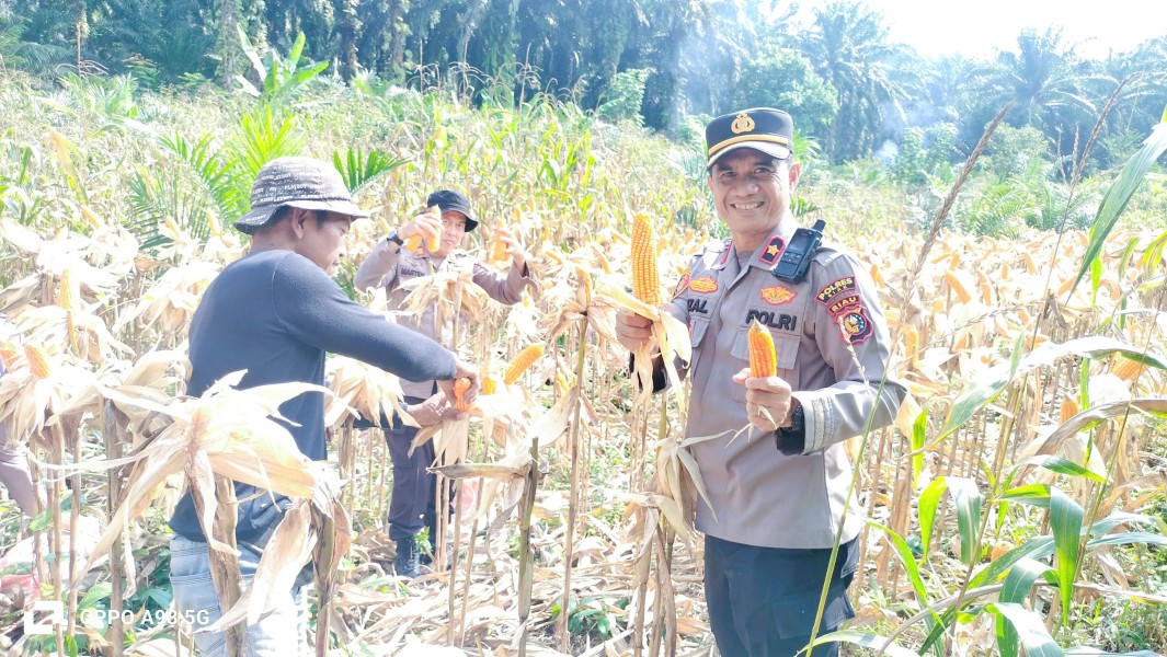 Dukung Program Ketahanan Pangan Presiden, Polsek Minas Panen Jagung Pipil Kuartal II