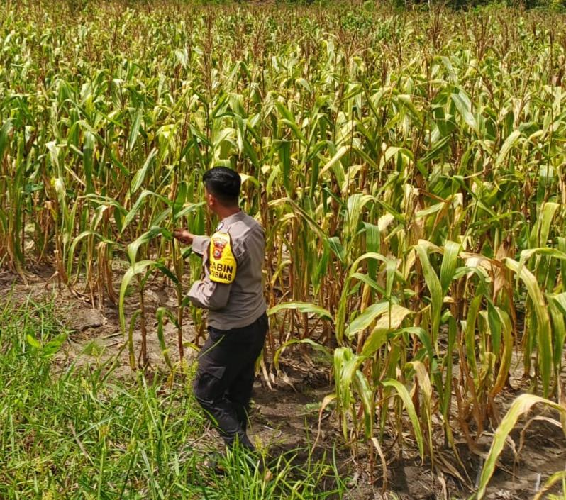 Polsek Bangkinang Barat Cek Lahan Jagung Ketahanan Pangan di Desa Salo Timur