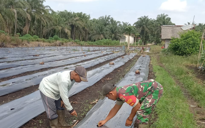 Babinsa Basilam Baru Giat Karya Nyata, Sambangi Petanian Warga