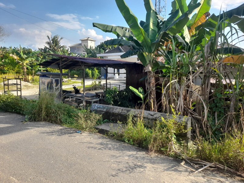 Maling Pisang Resahkan Warga Pangkalan Kerinci, Aksi Berulang hingga Subuh