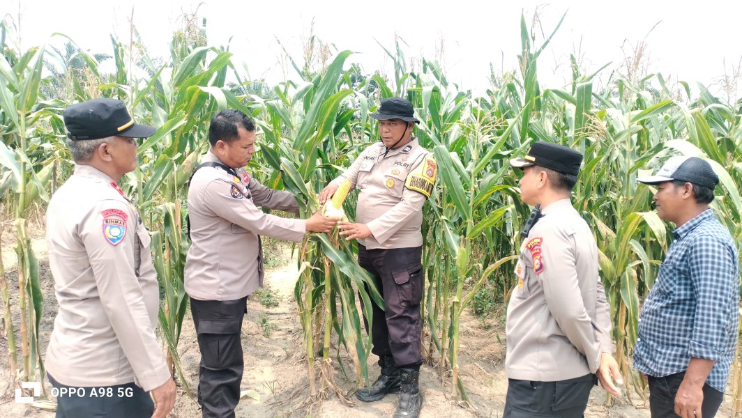 Jagung Poktan Dahlia Kuning di Minas Capai Tinggi 2,1 Meter, Kapolsek Kompol Syahrizal: Bukti Ketahanan Pangan Nasional Terus Berjalan