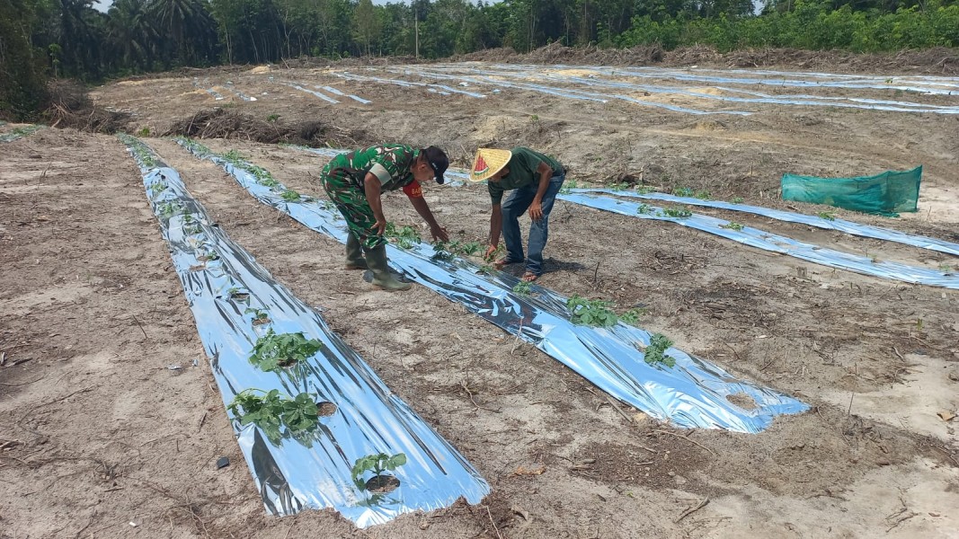 Babinsa Kodim Dumai Dampingi Petani Tanaman Timun, Dukung Swasembada Pangan