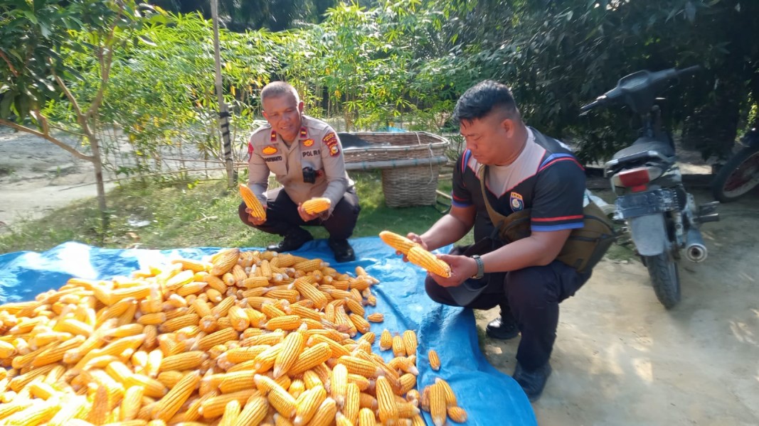 Dukung Ketahanan Pangan, Polsek Minas Panen Jagung Pipil Kuartal II di Lahan Tumpang Sari