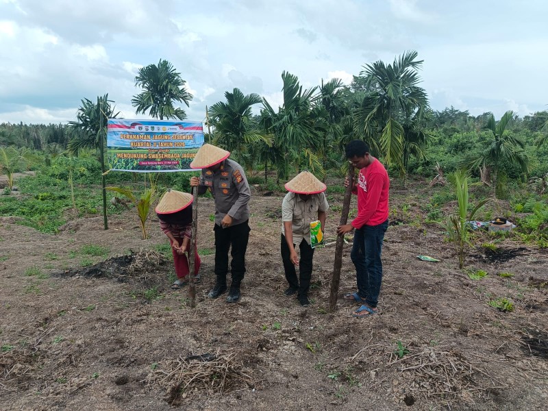 Kapolsek Tanah Merah Pimpin Penanaman Jagung di Tanjung Baru