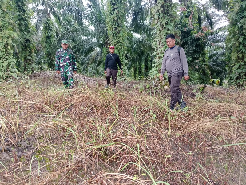 Babinsa Sertu Sugiarto Patroli Karhutla di Rantau Bertuah, Tidak Ditemukan Titik Api