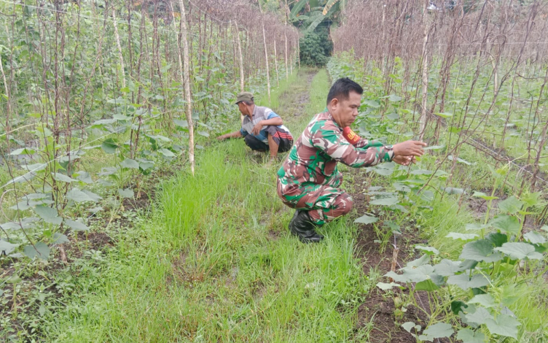 Babinsa Kelurahan Purnama Dampingi Petani Tanam Kacang Panjang di Lahan Gambut