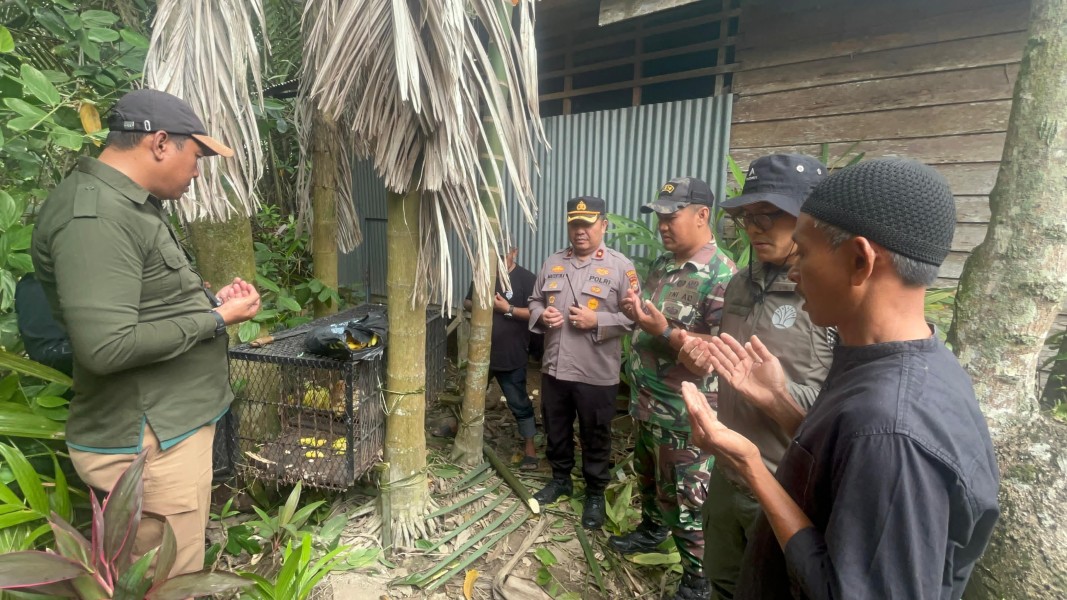 Satu Ekor Kera Liar Berhasil Diamankan, Tim Gabungan Masih Tunggu Hasil Identifikasi BKSDA