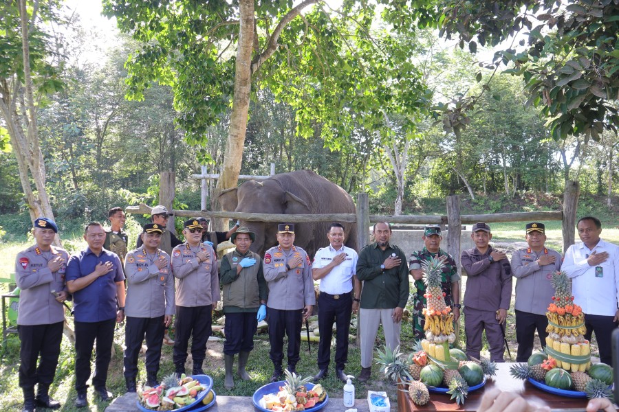 Kapolda Riau Beri Nama “Nona Seroja” untuk Anak Gajah di TNTN yang Lahir Tanpa Terdeteksi