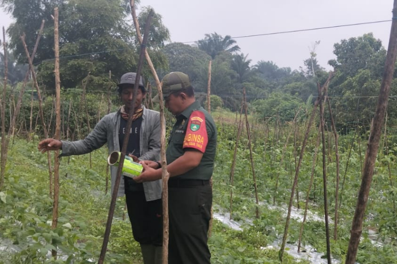 Babinsa Koramil 02/Bukit Kapur Dampingi Warga Kembangkan Tanaman Kacang Panjang