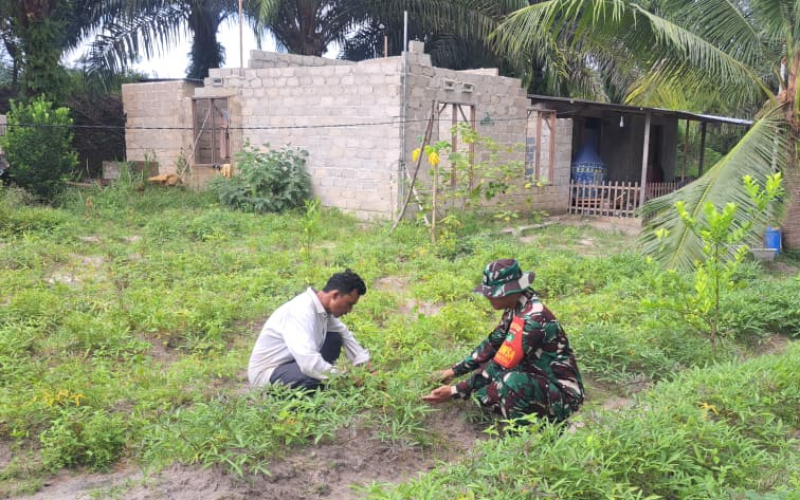 Babinsa Bukit Datuk Dampingi Warga Tanam Ubi Cilembu, Upaya Nyata Cegah Karhutla