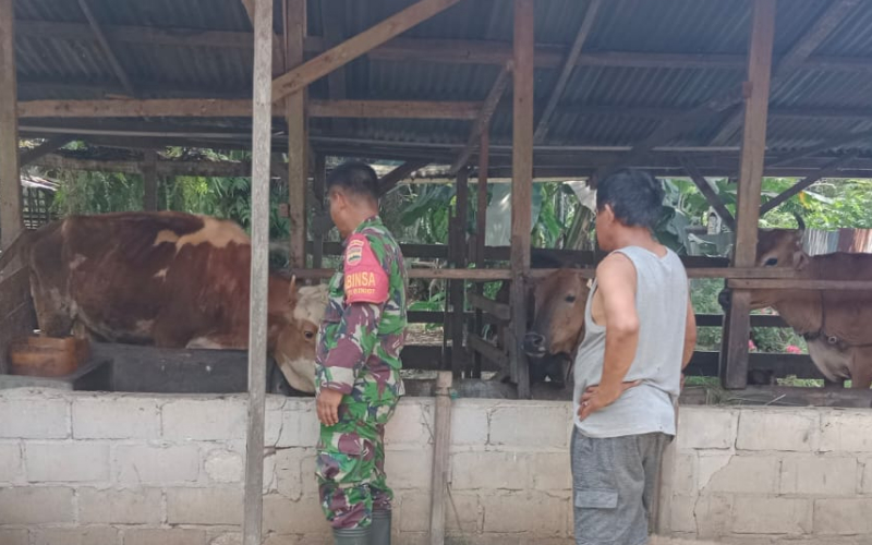 Serda Bambang Irwanto Sosialisasi PMK di Peternakan Warga