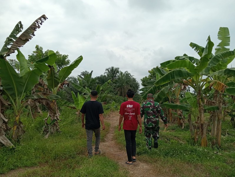 Babinsa Koramil 04/Perawang Gelar Patroli Karhutla di Koto Gasib, Nihil Titik Api