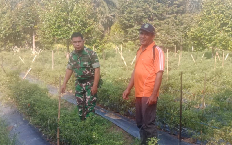 Babinsa Koramil 01/Dumai Gencarkan Patroli Karhutla dan Dampingi Petani Cabai di Dumai Selatan